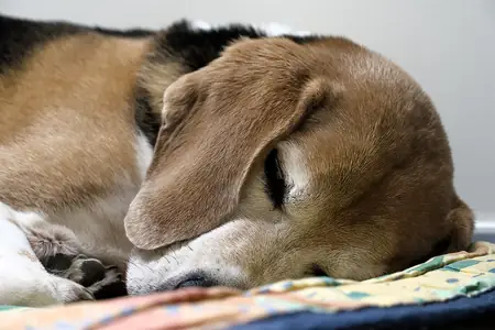 A tricolor beagle fast asleep on a blanket