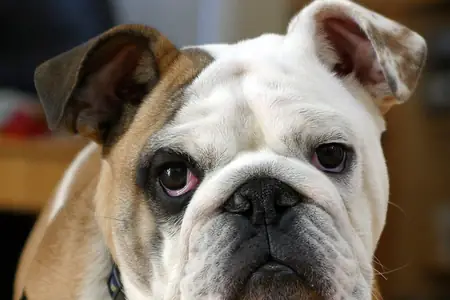 An English bulldog with a white and tan face looking straight at the camera