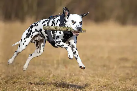 A Dalmatian bounding across a dry field with a stick in its mouth