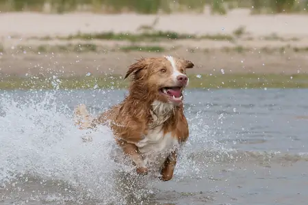 A wet brown dog splashing through shallow water at a dog beach