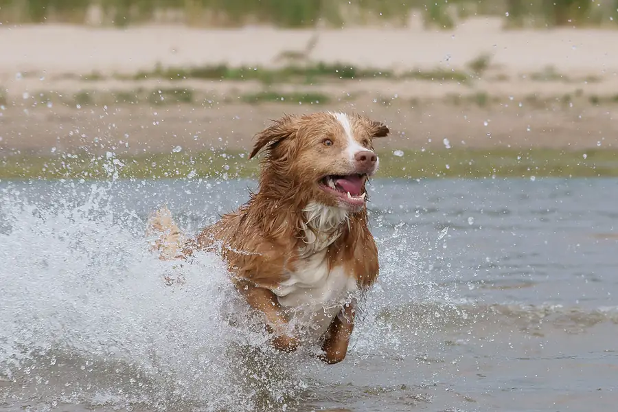 A wet brown dog splashing through shallow water at a dog beach