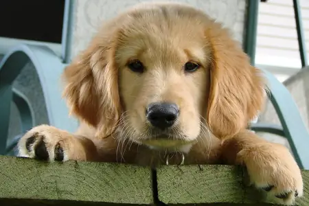 A fluffy golden retriever puppy resting its chin and paws on a green wooden step