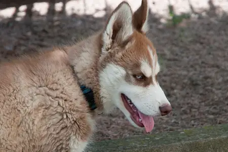 A three month old Siberian Husky puppy with its tongue out