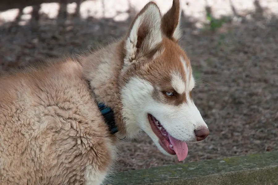 A three month old Siberian Husky puppy with its tongue out