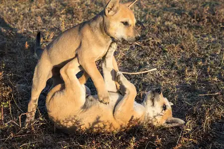 Two sandy colored puppies play wrestling on dry ground, one standing over the other