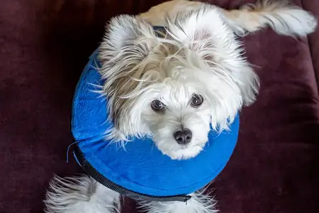 A small fluffy white puppy wearing a blue inflatable recovery collar after surgery