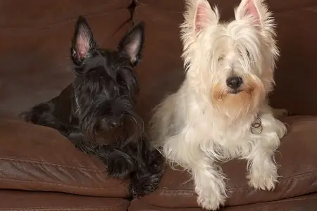 A black Scottish Terrier and a white West Highland White Terrier sitting side by side on a brown sofa