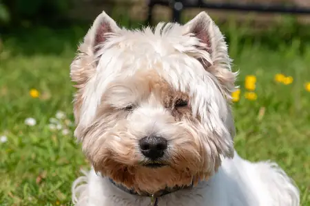 Close-up portrait of a 15 year old West Highland White Terrier on a lawn